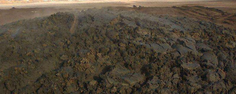 牛粪可以不发酵直接撒地里吗,牛粪肥可以用于什么作物