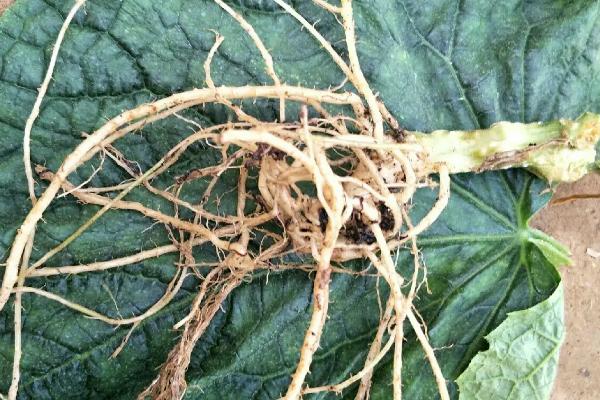 黄瓜根系发达吗,黄瓜根系深度