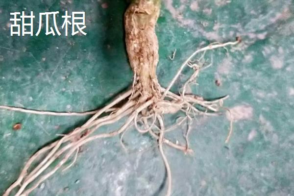 黄瓜根系发达吗,黄瓜根系深度