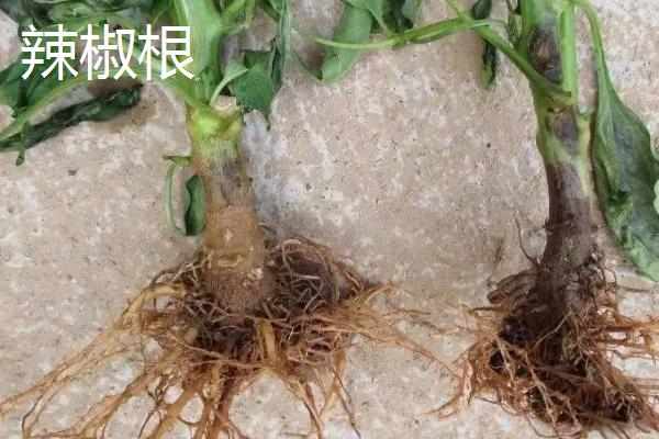 黄瓜根系发达吗,黄瓜根系深度