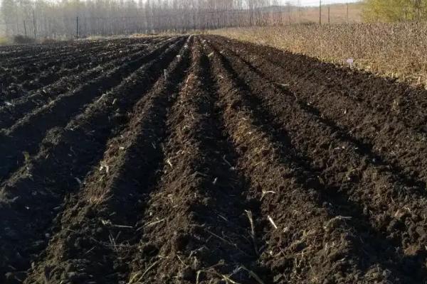 黄土能种菜吗,黄土和黑土哪个更肥