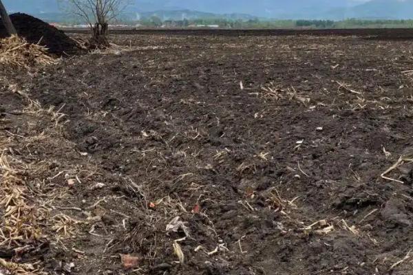 黄土能种菜吗,黄土和黑土哪个更肥