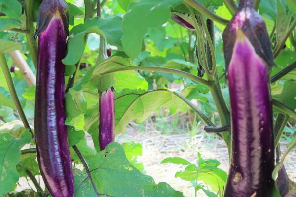 4月份大棚适合种什么