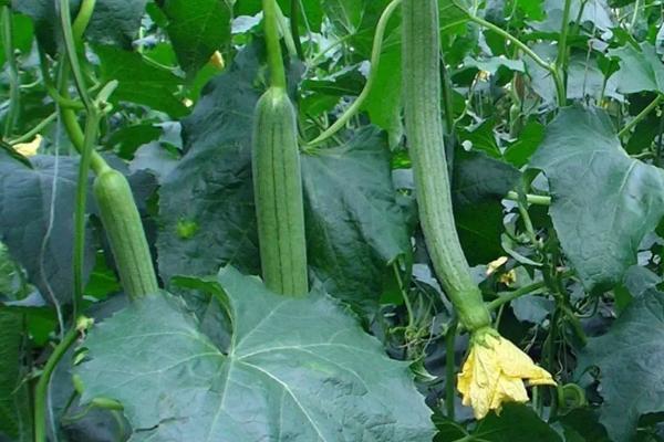 4月份大棚适合种什么