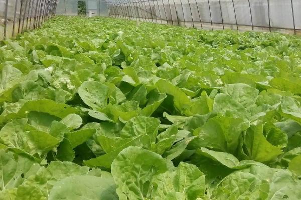 4月份大棚适合种什么