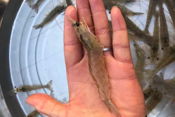 基围虾生活什么环境,基围虾是淡水虾还是海虾