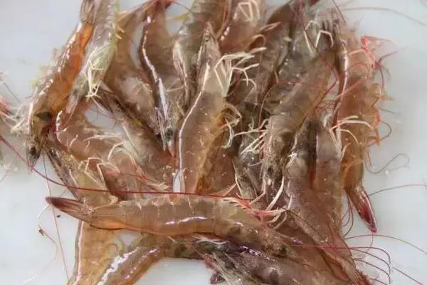 基围虾生活什么环境,基围虾是淡水虾还是海虾