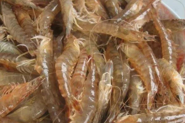 基围虾生活什么环境,基围虾是淡水虾还是海虾