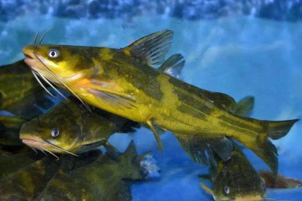 黄骨鱼繁殖快吗，如何繁殖
