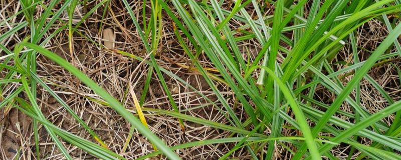 怎样让杂草永远不长了,杂草有哪些品种