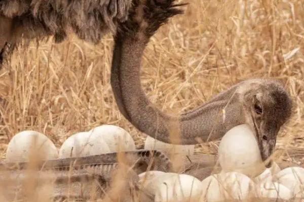 鸵鸟几天下一个蛋，鸵鸟一般生活在什么地方