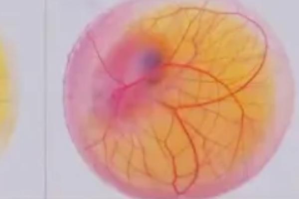 用手剥的小鸡能活吗，小鸡的孵化过程