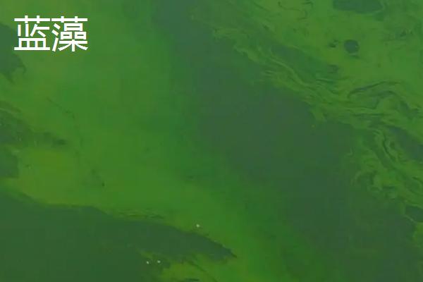 鱼塘绿藻太多怎么处理方法,绿藻有什么危害