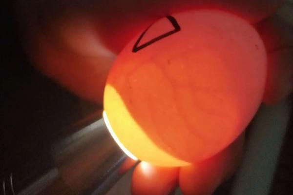 小鸡孵化的过程