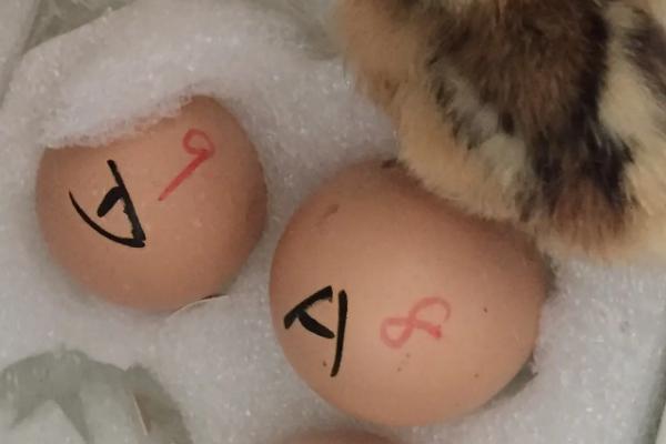 小鸡孵化的过程