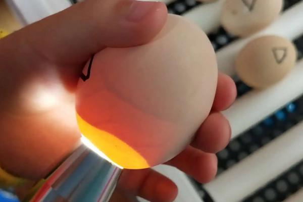 小鸡孵化的过程