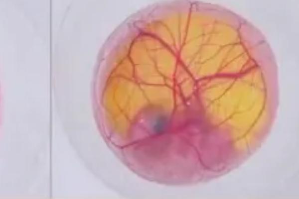 用手剥的小鸡能活吗，小鸡的孵化过程