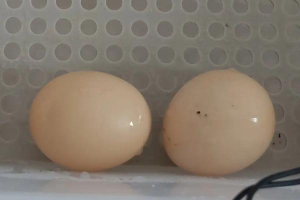 小鸡孵化的过程