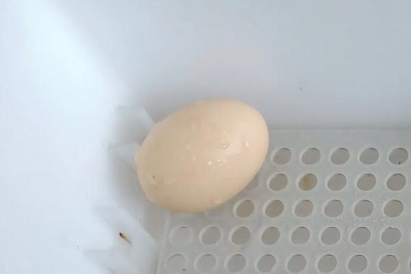 小鸡孵化的过程