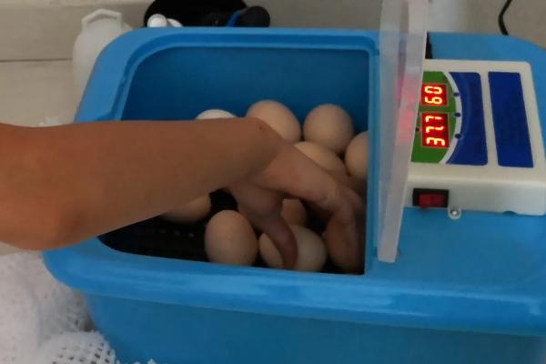 小鸡孵化的过程