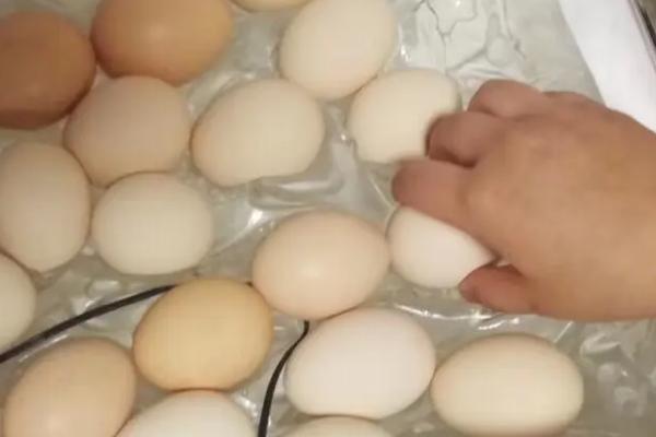 小鸡孵化的过程