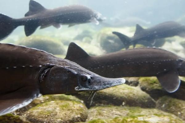 鲟鱼吃什么饲料，附养殖方法
