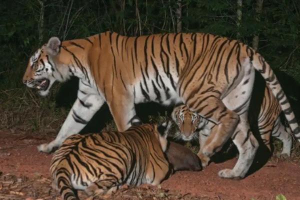 老虎一生能繁殖几次，繁殖期在什么时候