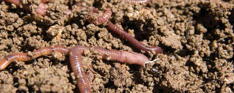 买回来的蚯蚓怎么长期养，养蚯蚓可以用来干嘛