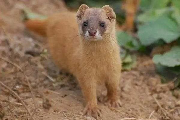 黄鼠狼会上树爬墙吗,黄鼠狼一般什么时候出来活动