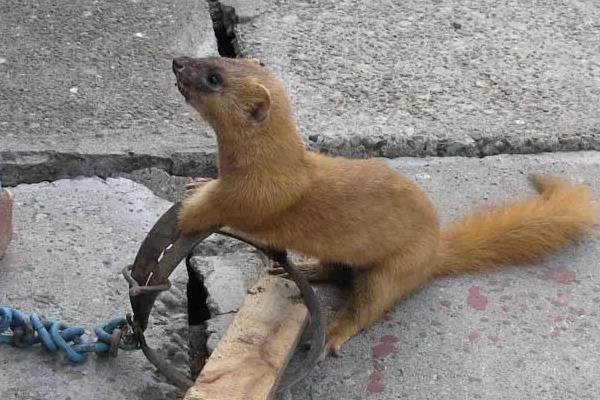 黄鼠狼会上树爬墙吗,黄鼠狼一般什么时候出来活动