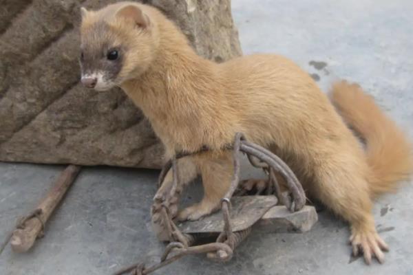 黄鼠狼会上树爬墙吗,黄鼠狼一般什么时候出来活动