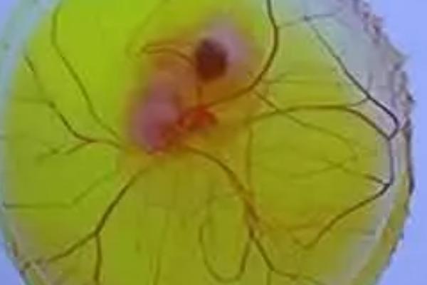 用手剥的小鸡能活吗，小鸡的孵化过程