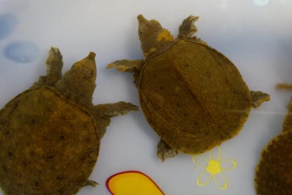 甲鱼吃鱼吗,甲鱼幼苗到成年甲鱼需要多久