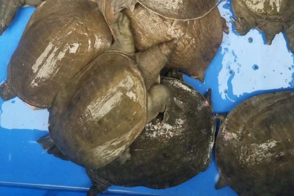 甲鱼吃鱼吗,甲鱼幼苗到成年甲鱼需要多久