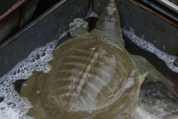 甲鱼吃鱼吗,甲鱼幼苗到成年甲鱼需要多久