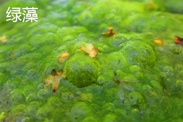 鱼塘绿藻太多怎么处理方法,绿藻有什么危害
