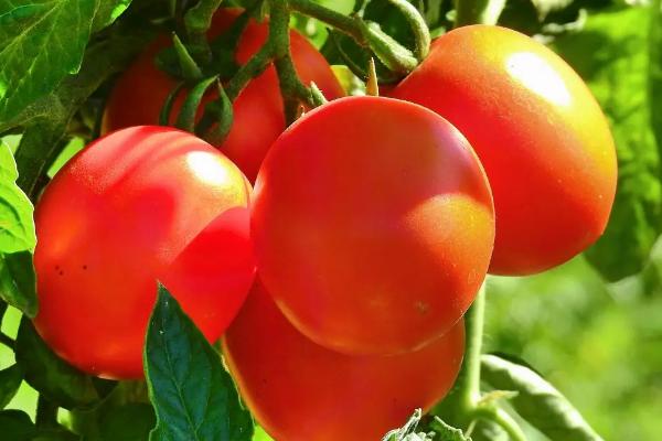 番茄种子育苗方法全过程,附番茄的品种