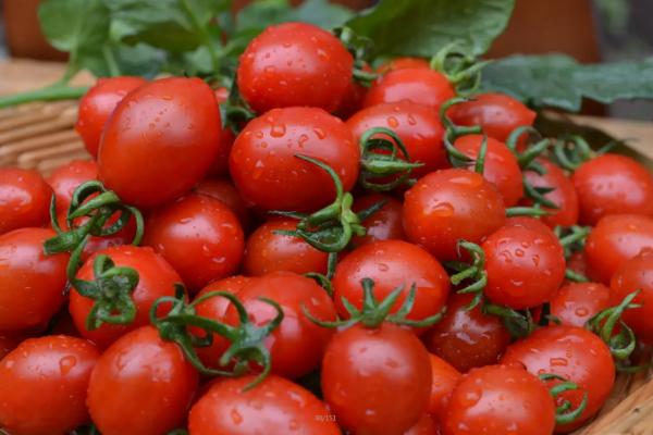 番茄种子育苗方法全过程,附番茄的品种