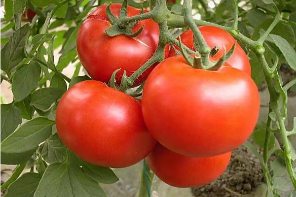 番茄种子育苗方法全过程,附番茄的品种