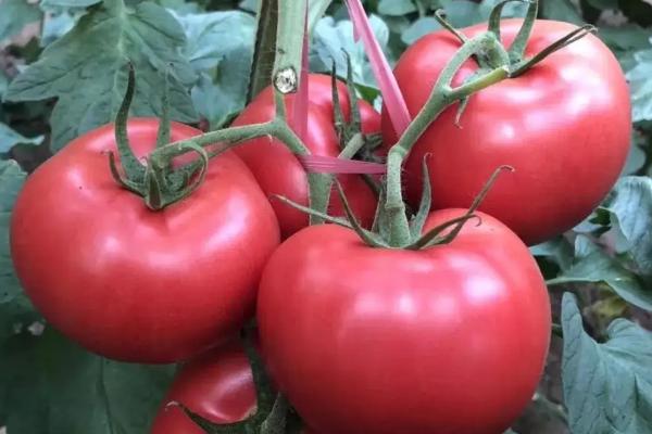 番茄种子育苗方法全过程,附番茄的品种