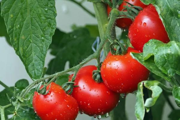 番茄种子育苗方法全过程,附番茄的品种