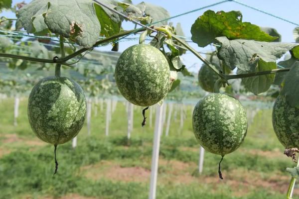 吊瓜的种植方法及管理办法