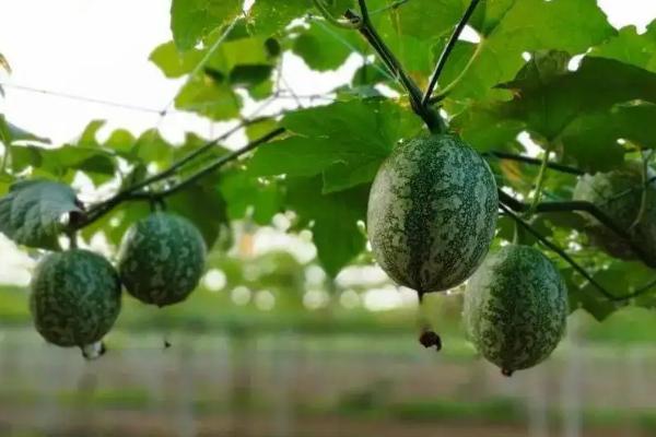 吊瓜的种植方法及管理办法