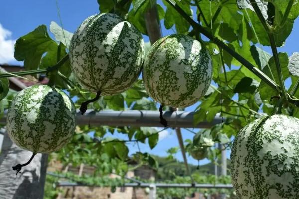 吊瓜的种植方法及管理办法