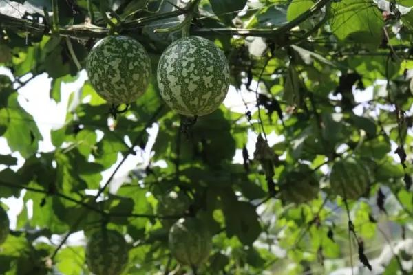 吊瓜的种植方法及管理办法