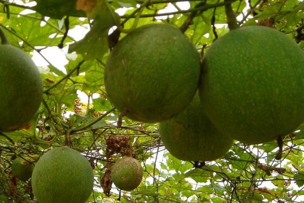 吊瓜的种植方法及管理办法