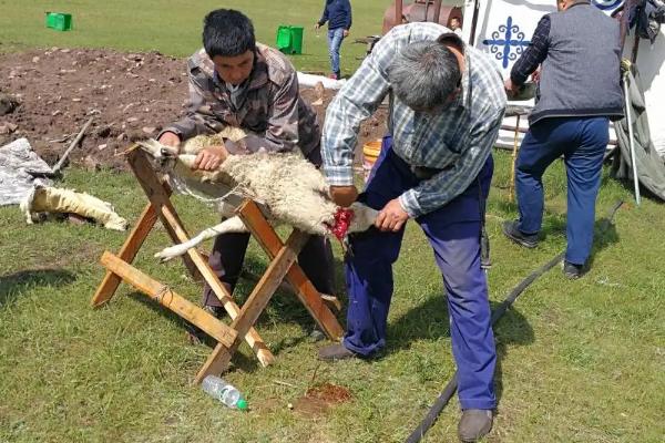 如何杀羊放血技巧,杀羊如何快速脱毛