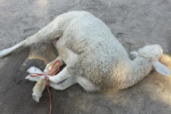 如何杀羊放血技巧,杀羊如何快速脱毛