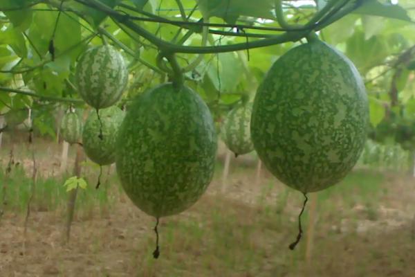 吊瓜的栽培与管理技术，吊瓜长什么样子