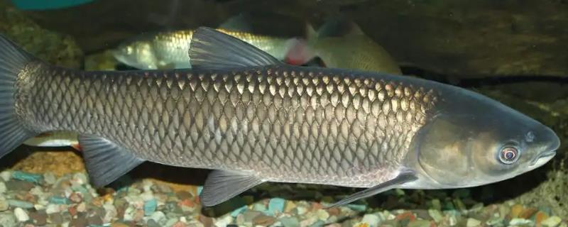 鱼如何繁殖后代，繁殖的季节是什么时候